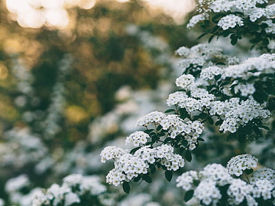 selective focus photography of white flowers in bloom thumbnail