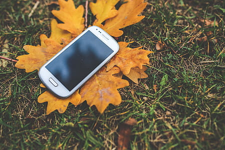 turned-off white Samsung Galaxy S III mini on yellow leafed plant thumbnail