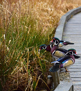 three green-brown-and-black ducks standing near green grass field thumbnail