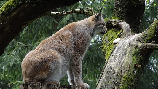 brown cheetah sitting near tree thumbnail