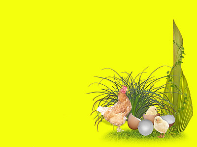 brown chicken with eggs thumbnail