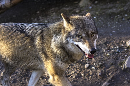 selective focus photography of brown coyote thumbnail
