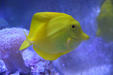 closeup photo of yellow fish thumbnail