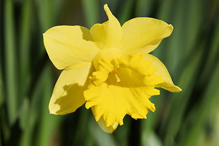 focus photography of yellow petaled flower thumbnail