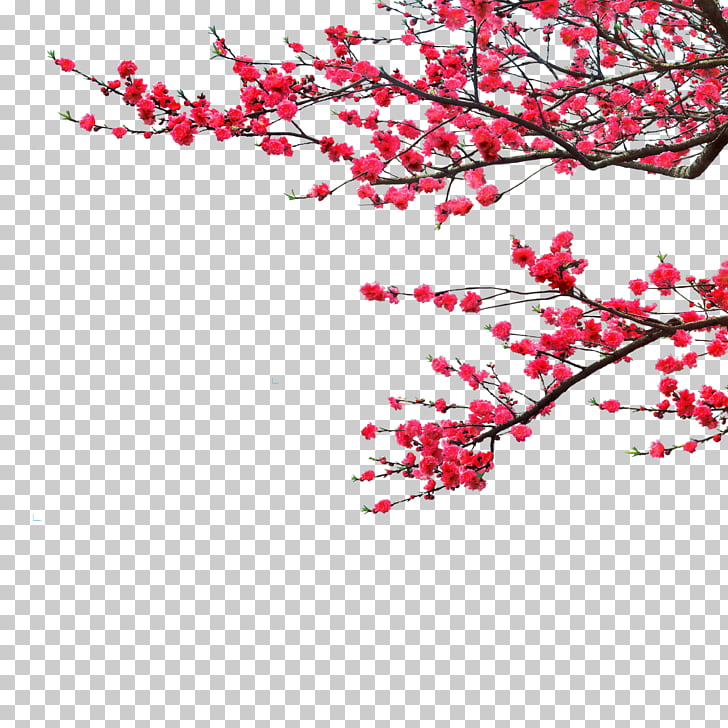 China Artikel Mid Autumn Festival Plum Flower Png Clipart Free Cliparts Uihere