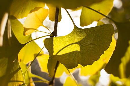 green leafed plant close-up photo thumbnail