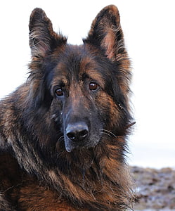 photo of King Shepherd thumbnail