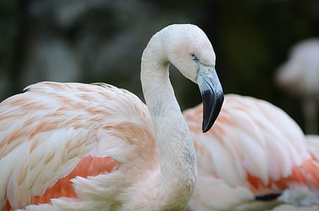 Closeup Photo of White and Orange Bird thumbnail