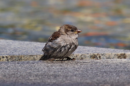 selective focus photo of gray passerine bird on gray concrete surface thumbnail