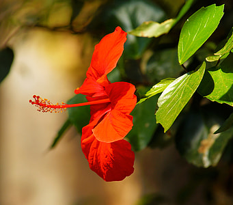 close-up photography of red hibiscus flower thumbnail