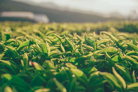 Shallow Focus Photography of Green Leaves thumbnail