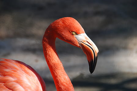 animal photograph of flamingo thumbnail