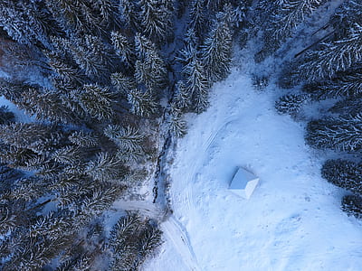 bird's-eye view of snow covered tree field thumbnail