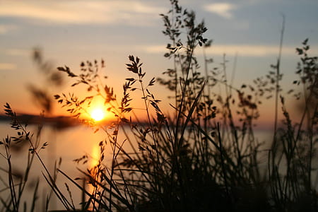 Silhouette of Grasses Against the Light of Setting Sun thumbnail