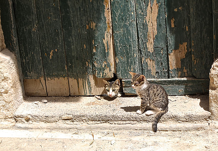 two kittens in front of door during daytime thumbnail