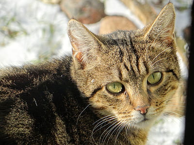 brown tabby cat looking at camera thumbnail