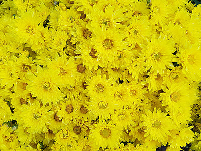 Autumn, Chrysanthemum thumbnail