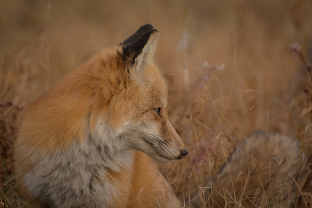 brown fox laying on grass thumbnail
