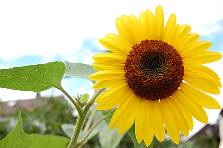 Sunflower thumbnail