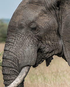 gray elephant thumbnail