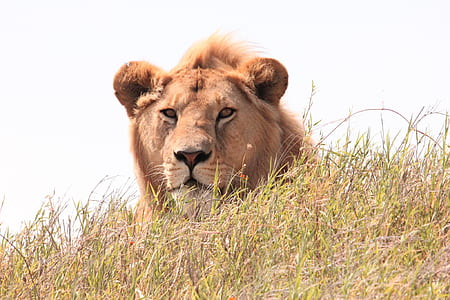 nature, animal, grass, leaves thumbnail