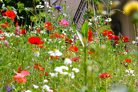 selective focus photography of red flowers and daisy flowers thumbnail