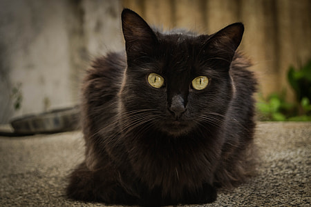 close-up photo of short-fur black cat sitting on pavement thumbnail