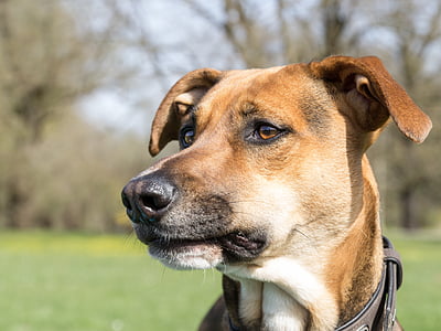 selective focus photo of tan dog thumbnail