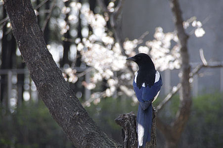 blue and white bird perching on tree branch thumbnail