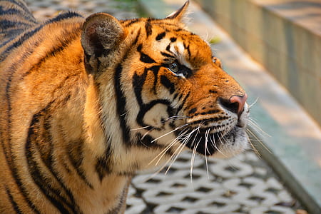 selective focus photography of tiger thumbnail