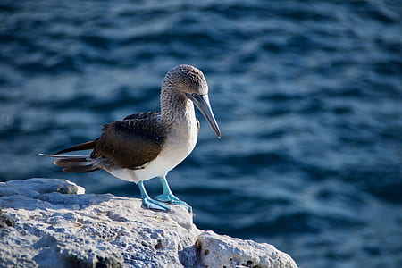 bird on rock thumbnail