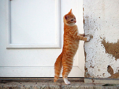 orange tabby cat standing beside white wooden door thumbnail