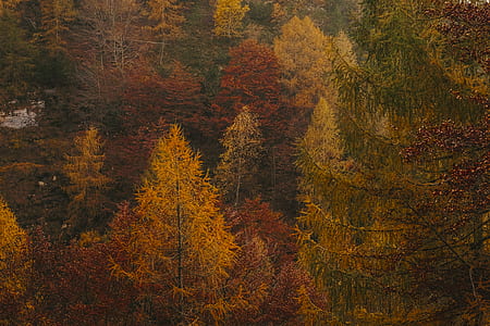 aerial photo of forest thumbnail