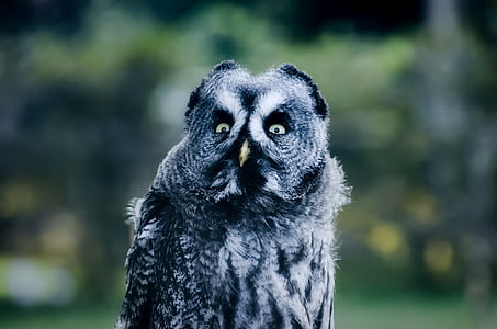 selective focus photography of gray owl thumbnail