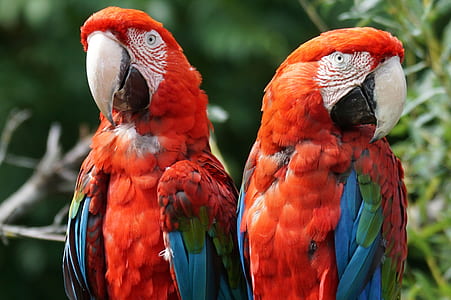 two red parrots thumbnail