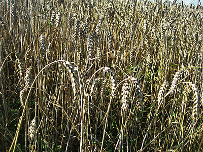 Ripe Wheat Field, Wheat Spike thumbnail