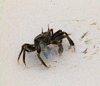 black crab on sea sand thumbnail