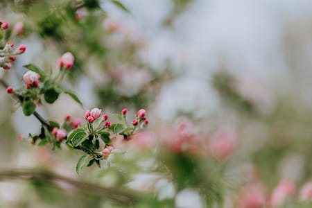A blooming apple trees in spring thumbnail