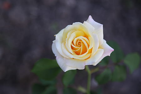 white and yellow rose flower thumbnail