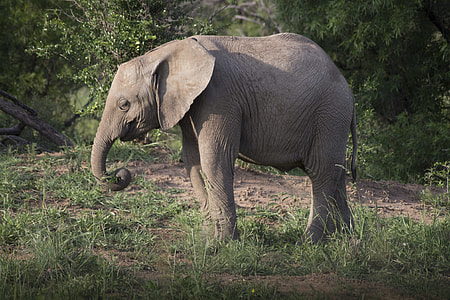 elephant in the middle of forest thumbnail