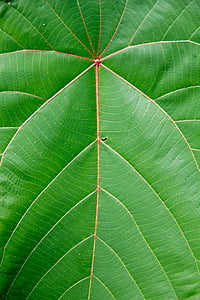 green leaf thumbnail