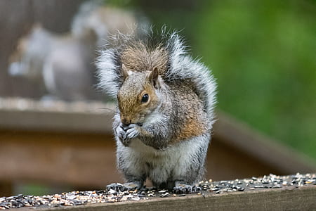 squirrel eating thumbnail
