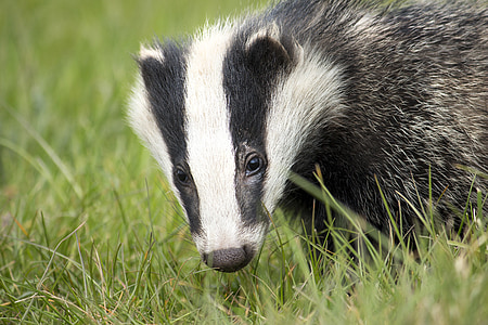 black and white skunk thumbnail