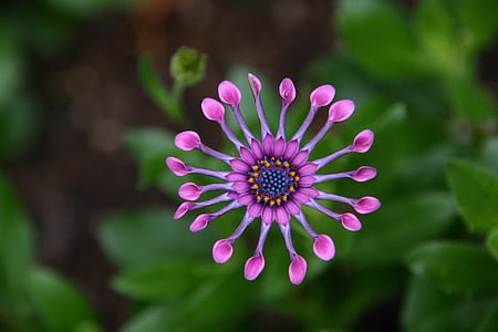 pink petaled flower close-up photography thumbnail