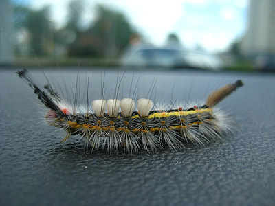 tussock moth caterpillar thumbnail