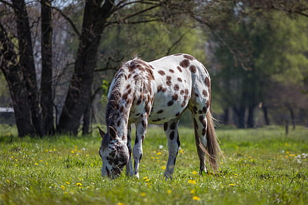 white and brown horse eating green grass thumbnail
