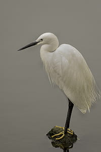 white heron standing on stone close-up photo thumbnail