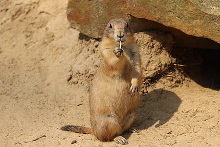 brown and white rodent beside rock thumbnail