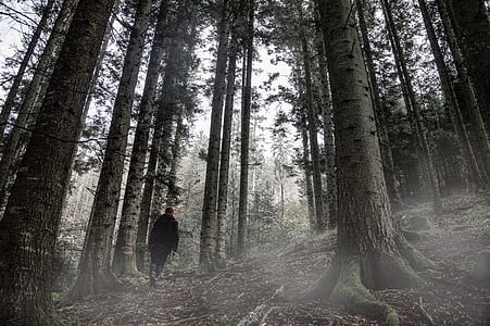 silhouette of man under tall trees during day time thumbnail