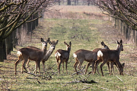 herd of deer between baretrees thumbnail